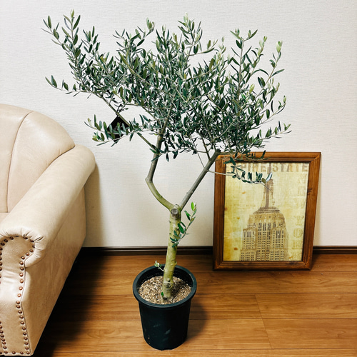 ［現品］N2 創樹　オリーブ　ルッカ　6号　観葉オリーブの木　自家結実性有 現品］N2 創樹 オリーブ ルッカ 6号 観葉オリーブの木 自家結実