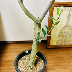 ［現品］2番　創樹　オリーブ　ルッカ　8号　観葉植物　大型　屋外　ベランダ　おしゃれ　プラスチック鉢　自家結実性有 5枚目の画像