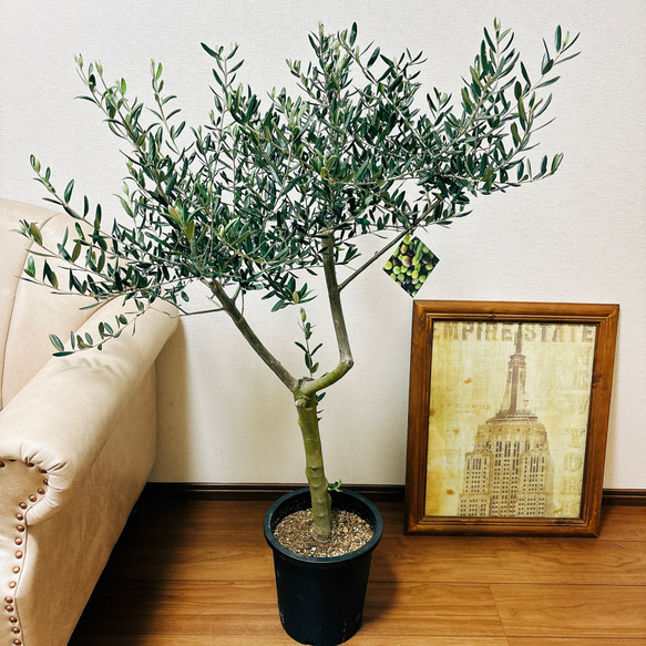 ［現品］2番　創樹　オリーブ　ルッカ　8号　観葉植物　大型　屋外　ベランダ　おしゃれ　プラスチック鉢　自家結実性有 8枚目の画像