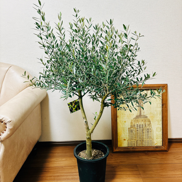 創樹 オリーブ ルッカ3 □ SOJU OLIVE(Lucca) □ 創樹オリーブ