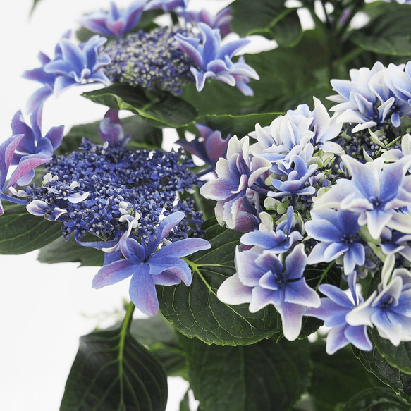 【母の日のプレゼント】紫陽花「月虹・あお」（5号） 3枚目の画像