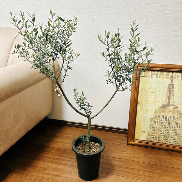 ［現品］☆人気☆ 2番　創樹　オリーブ　セントキャサリン　6号　観葉植物　屋外　プラ鉢　おしゃれ　かわいい　玄関　珍しい 3枚目の画像