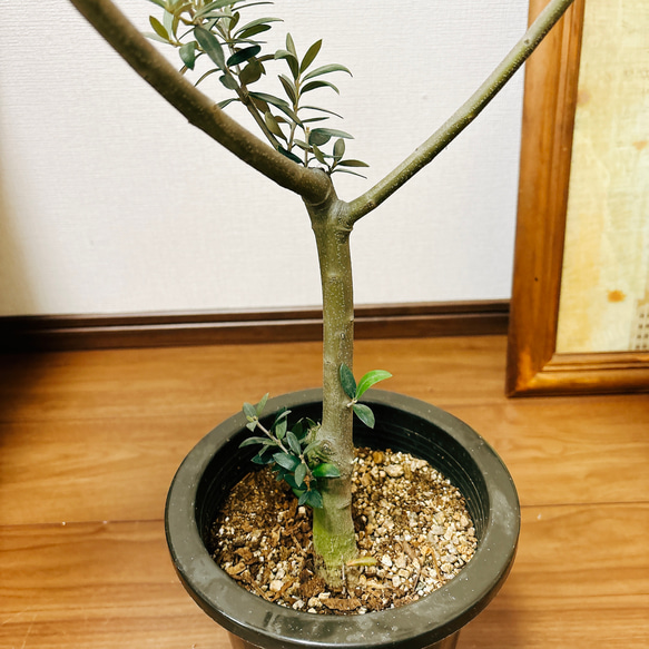 ［現品］☆人気☆ 2番　創樹　オリーブ　セントキャサリン　6号　観葉植物　屋外　プラ鉢　おしゃれ　かわいい　玄関　珍しい 5枚目の画像