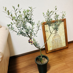 ［現品］☆人気☆ 2番　創樹　オリーブ　セントキャサリン　6号　観葉植物　屋外　プラ鉢　おしゃれ　かわいい　玄関　珍しい 2枚目の画像