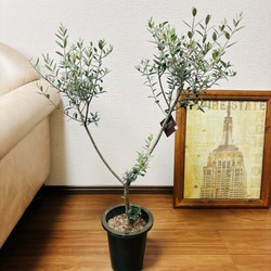 ［現品］☆人気☆ 2番　創樹　オリーブ　セントキャサリン　6号　観葉植物　屋外　プラ鉢　おしゃれ　かわいい　玄関　珍しい 8枚目の画像