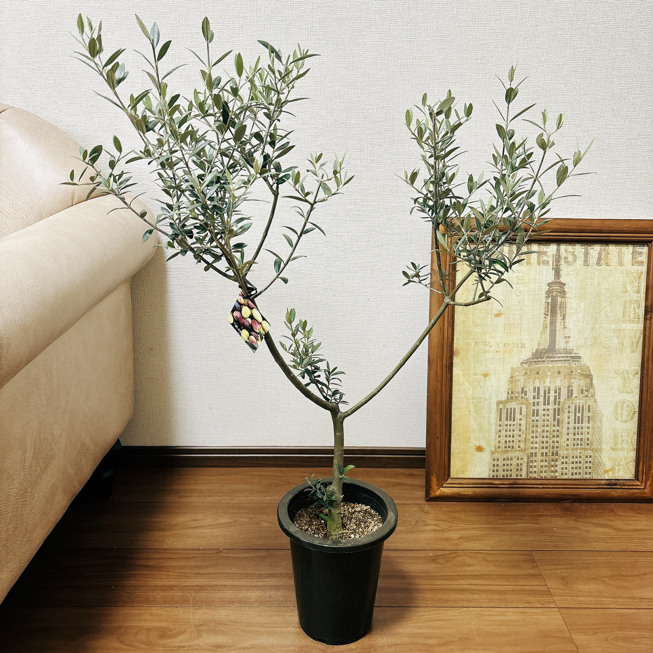 ［現品］【希少】40番　創樹　オリーブ　セントキャサリン　6号　観葉植物　レア 現品］【希少】40番 創樹 オリーブ セントキャサリン 6号 観葉