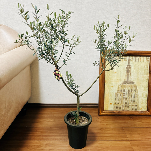 ［現品］☆人気☆ 2番　創樹　オリーブ　セントキャサリン　6号　観葉植物　屋外　プラ鉢　おしゃれ　かわいい　玄関　珍しい 1枚目の画像