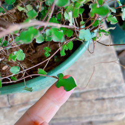 現品♡【オリーブの木】スペードワイヤープランツ寄せ植え♡すてきな緑系樹脂鉢♪オシャレガーデン！ 3枚目の画像