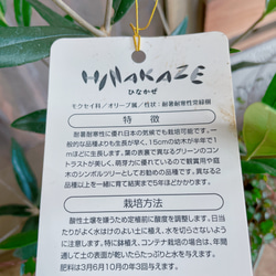 現品♡【オリーブの木】スペードワイヤープランツ寄せ植え♡すてきな緑系樹脂鉢♪オシャレガーデン！ 7枚目の画像