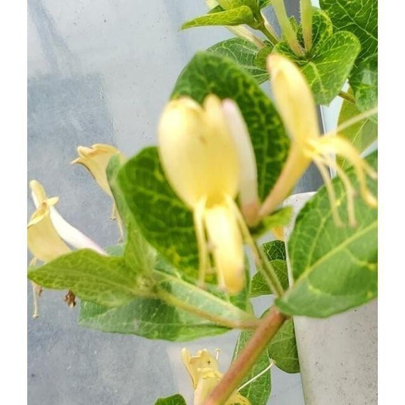 甘い香りのお花が咲きます♡ハニーサックルゴールデン ポット苗 1枚目の画像