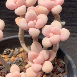 （お得な特別割引価格） 多肉植物 新作 ぷくぷく系 抜き苗 5株1セット 小苗 エレンチーズ エケベリア・セダム