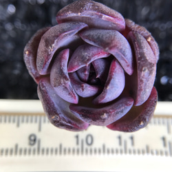 レア 多肉植物 エケベリア 毒リンゴxブルーベリー 小苗 抜き苗
