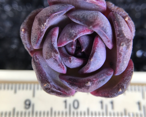 レア 多肉植物 エケベリア 毒リンゴxブルーベリー 小苗 抜き苗