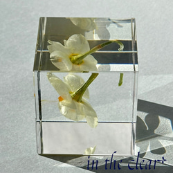 植物標本　水仙　白　レジン　４センチキューブ 6枚目の画像