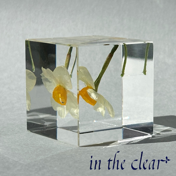 植物標本　水仙　白　レジン　４センチキューブ 5枚目の画像