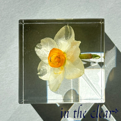 植物標本　水仙　白　レジン　４センチキューブ 3枚目の画像