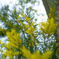 細葉ミモザアカシア 20cm 10本 4月限定 その他素材 mofrin 通販