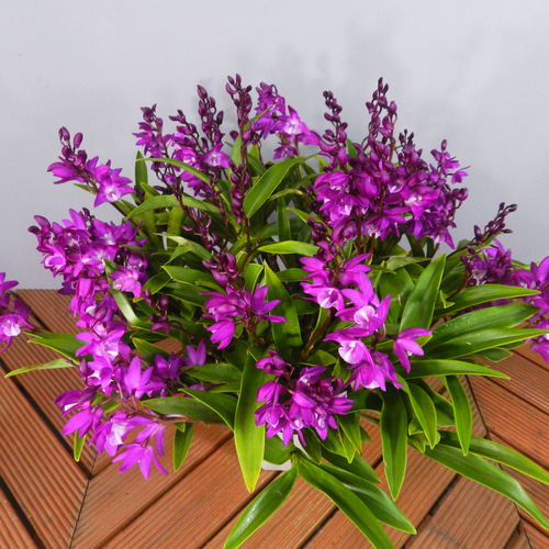 ☆花☆ Amazon.co.jp: ゼクス Z/X ZX SRH HSR 杳堺の童女 花子さん
