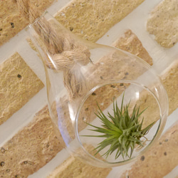ハンギング テラリュウム ウォールインテリア 吊るしガラス インテリア雑貨 フラワーベース 花器 花瓶 11枚目の画像