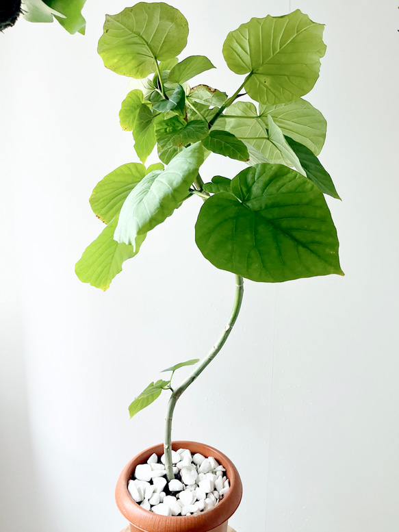 #363 フィカス ウンベラータ 曲がり 7号鉢 観葉植物 室内 7枚目の画像