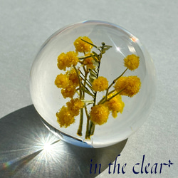 植物標本　ミモザ　黄色　レジン　４センチ球体 3枚目の画像