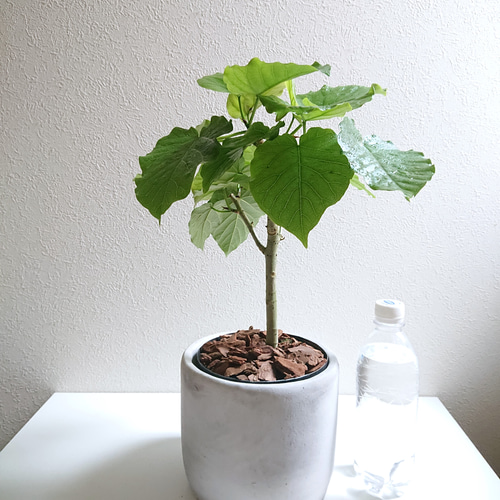 ○数量限定○新作○ ゴムの木 美樹形 希少 ”フィカス