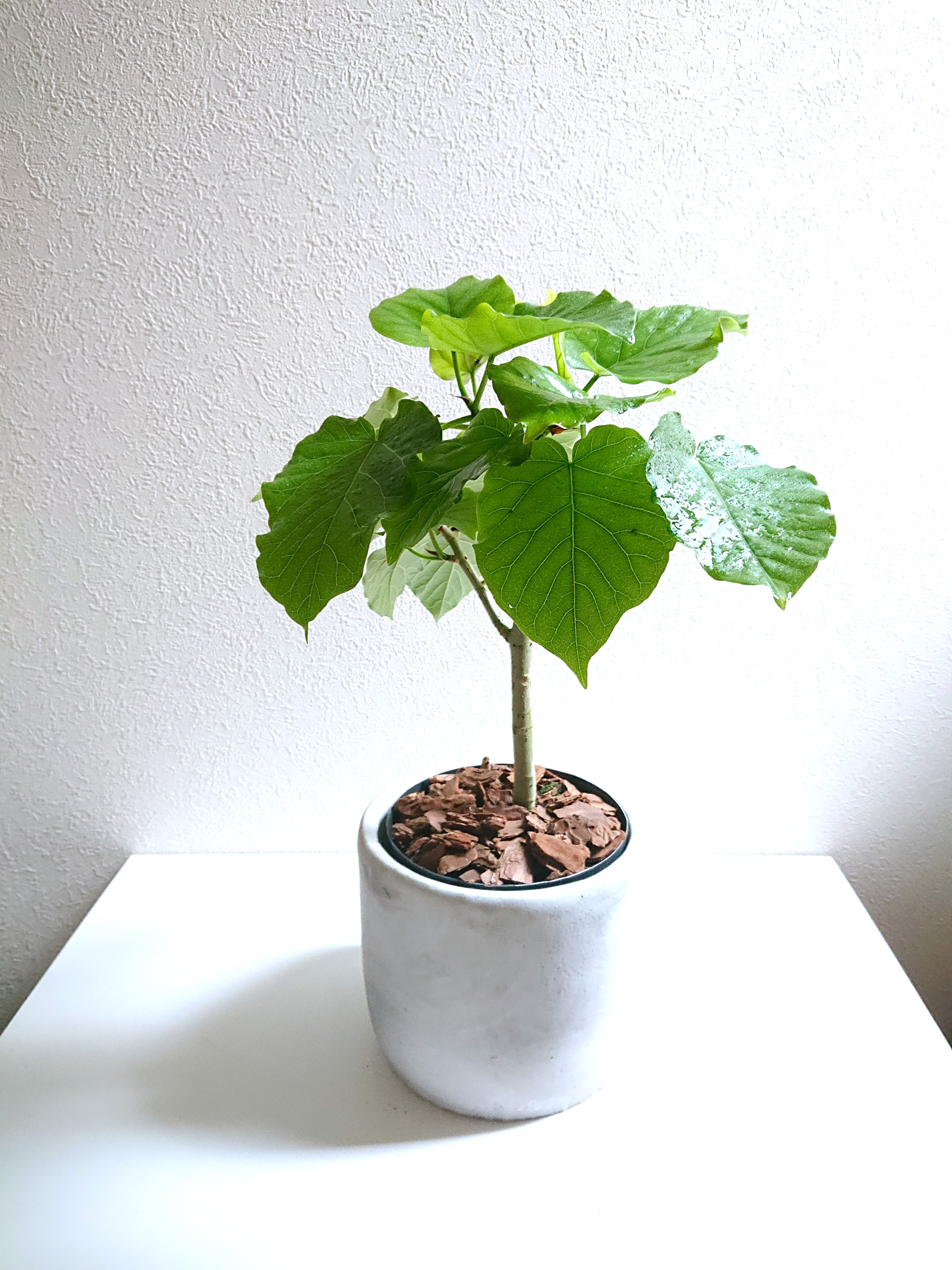 【幹太め♥】フィカス ウンベラータ ゴムの木 Amazon｜フィカス ウンベラータ ゴムの木 10号 大鉢 観葉植物