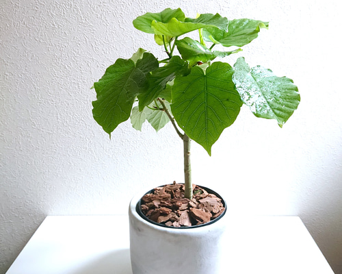 9f921bea5f82f511dbc05828ff7743