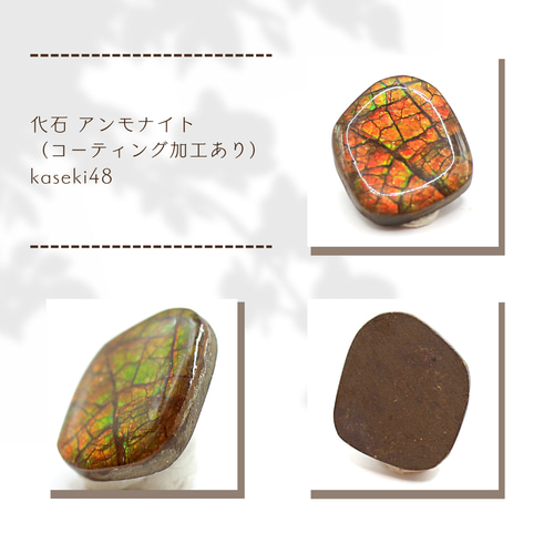 化石 アンモナイト （コーティング加工あり） kaseki48 天然石 せんと 