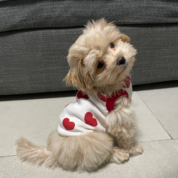 犬服！リボン刺繍ボア ピンク⭐︎XS.S.M.DXS.DS.DM ペット服