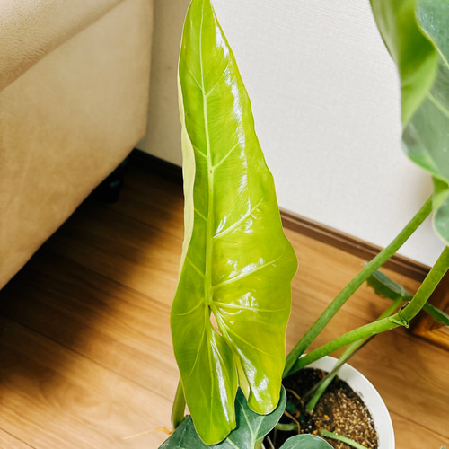 現品］【希少】※ラスト一点※ D フィロデンドロン マキシマム 観葉植物