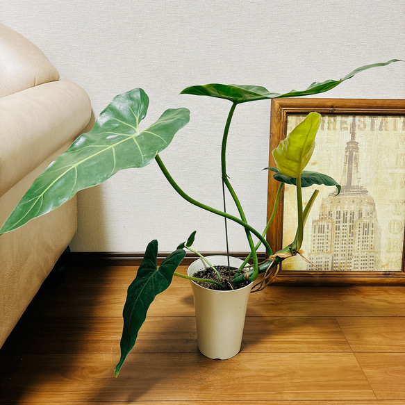 希少なフィロデンドロン・イルセマニーA52