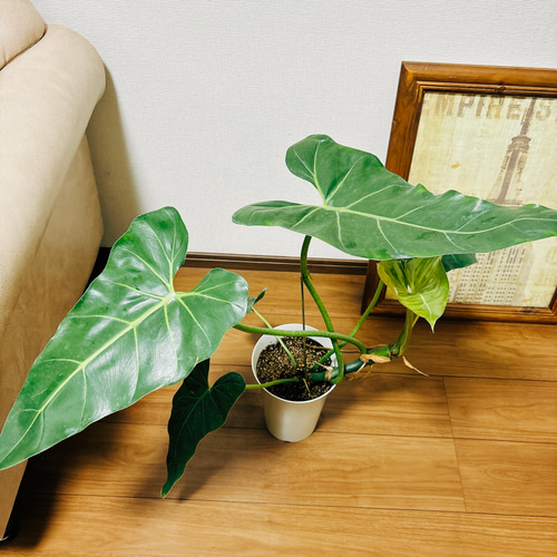 現品］【希少】※ラスト一点※ D フィロデンドロン マキシマム 観葉植物