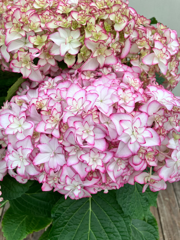 アジサイ♪メロウ♪紫陽花♪ハイドランジア♪ガーデニング♪贈り物にも