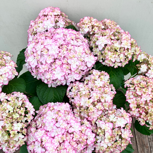 アジサイ♪メロウ♪紫陽花♪ハイドランジア♪ガーデニング♪贈り物にも