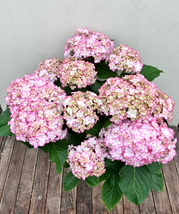 アジサイ♪メロウ♪紫陽花♪ハイドランジア♪ガーデニング♪贈り物にも 5枚目の画像