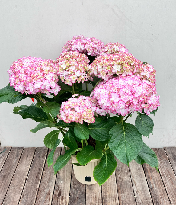 アジサイ♪メロウ♪紫陽花♪ハイドランジア♪ガーデニング♪贈り物にも 2枚目の画像