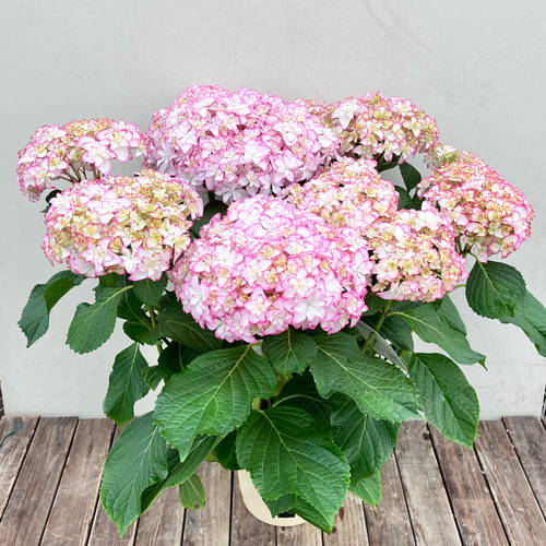 アジサイ♪メロウ♪紫陽花♪ハイドランジア♪ガーデニング♪贈り物にも