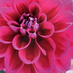 ダリア【瑞鳳ずいほう】 エッジの微妙なバランスが素敵 秋まで花をリレーしてくれる 1枚目の画像