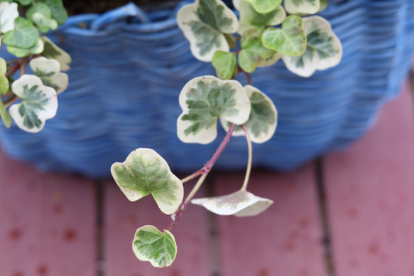 手付き籠の寄せ植え　アイスブルー＊* 6枚目の画像