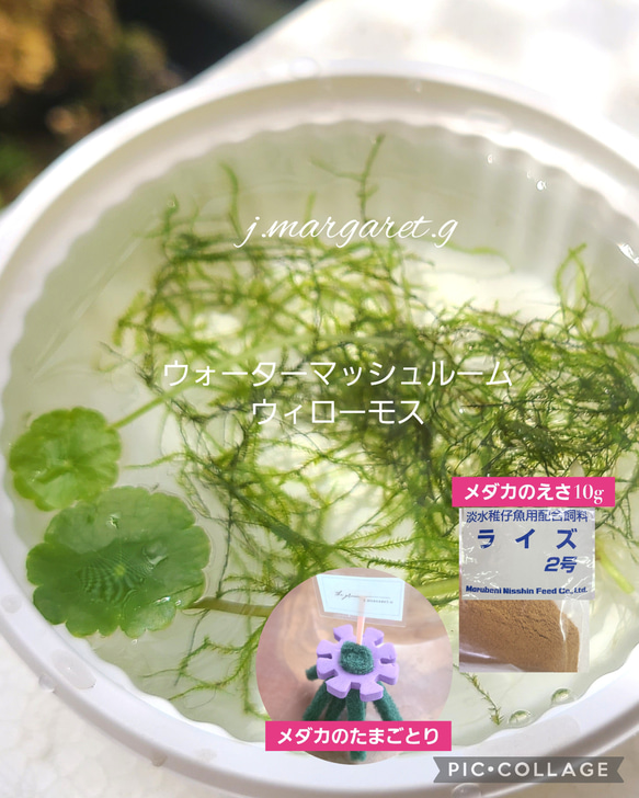 メダカのお世話セット　① テトラ メダカの繁殖を楽しむセット L｜観賞魚・水生生物関連