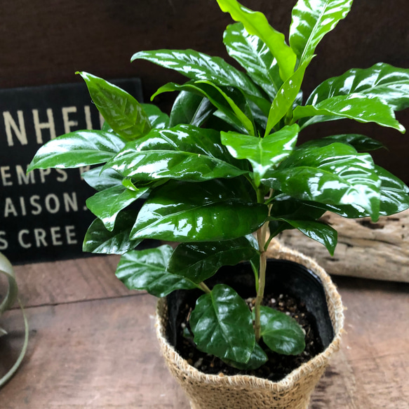 コーヒーの木♡艶やか葉っぱ♡観葉植物♡インテリア♡ 16枚目の画像