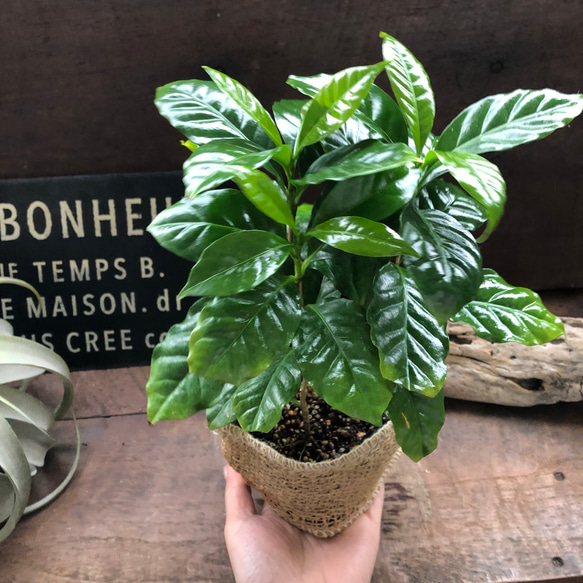 コーヒーの木♡艶やか葉っぱ♡観葉植物♡インテリア♡ 3枚目の画像