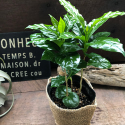 コーヒーの木♡艶やか葉っぱ♡観葉植物♡インテリア♡ 14枚目の画像