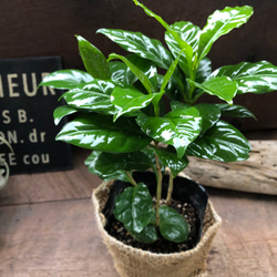 コーヒーの木♡艶やか葉っぱ♡観葉植物♡インテリア♡ 17枚目の画像