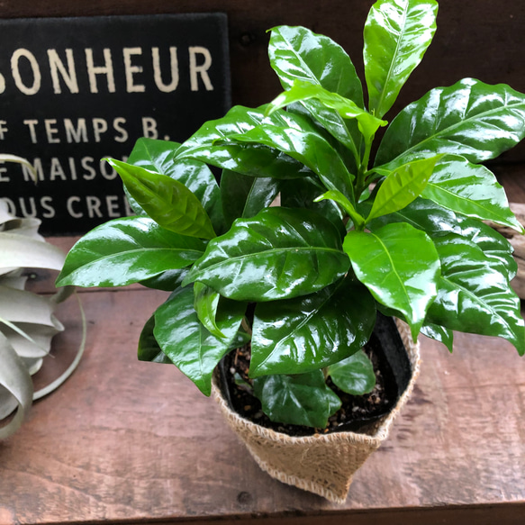 コーヒーの木♡艶やか葉っぱ♡観葉植物♡インテリア♡ 8枚目の画像