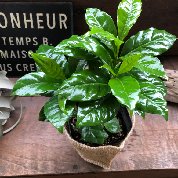 コーヒーの木♡艶やか葉っぱ♡観葉植物♡インテリア♡ 1枚目の画像