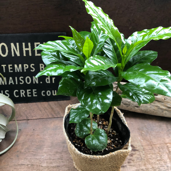 コーヒーの木♡艶やか葉っぱ♡観葉植物♡インテリア♡ 9枚目の画像