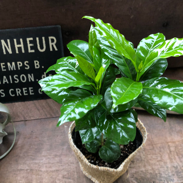 コーヒーの木♡艶やか葉っぱ♡観葉植物♡インテリア♡ 5枚目の画像