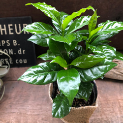 コーヒーの木♡艶やか葉っぱ♡観葉植物♡インテリア♡ 18枚目の画像